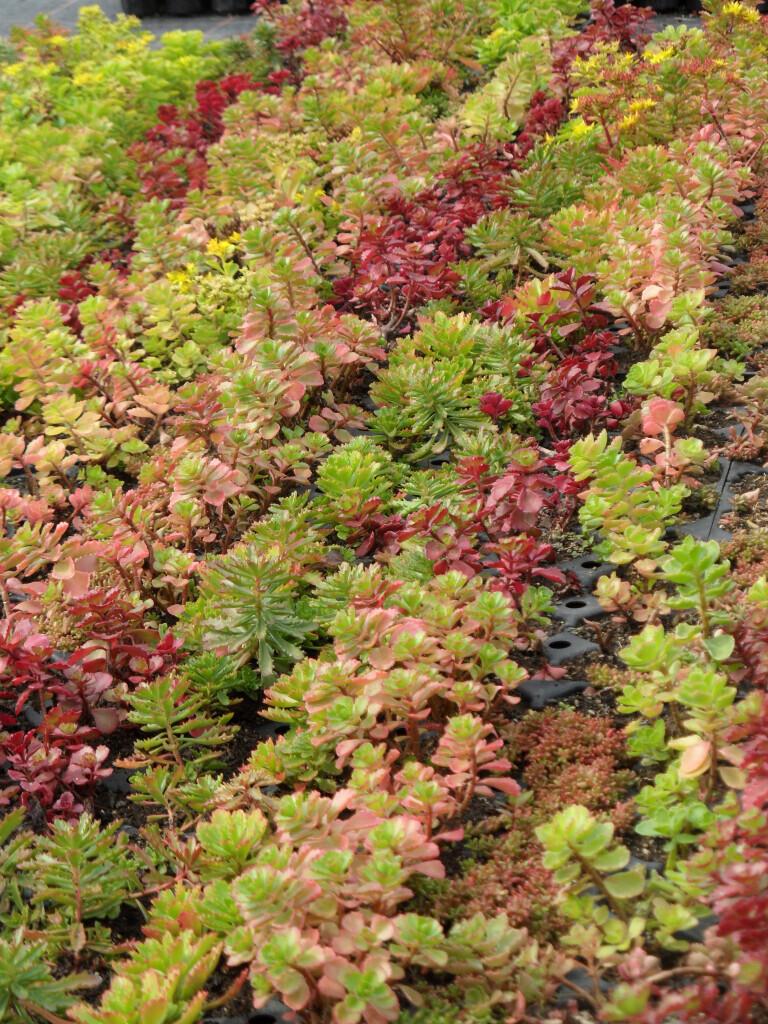 Bilder Staudengärtnerei David Müller