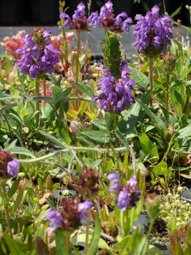 Bilder Staudengärtnerei David Müller