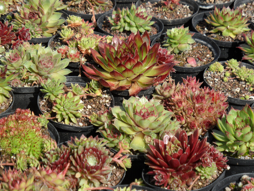 Bilder Staudengärtnerei David Müller