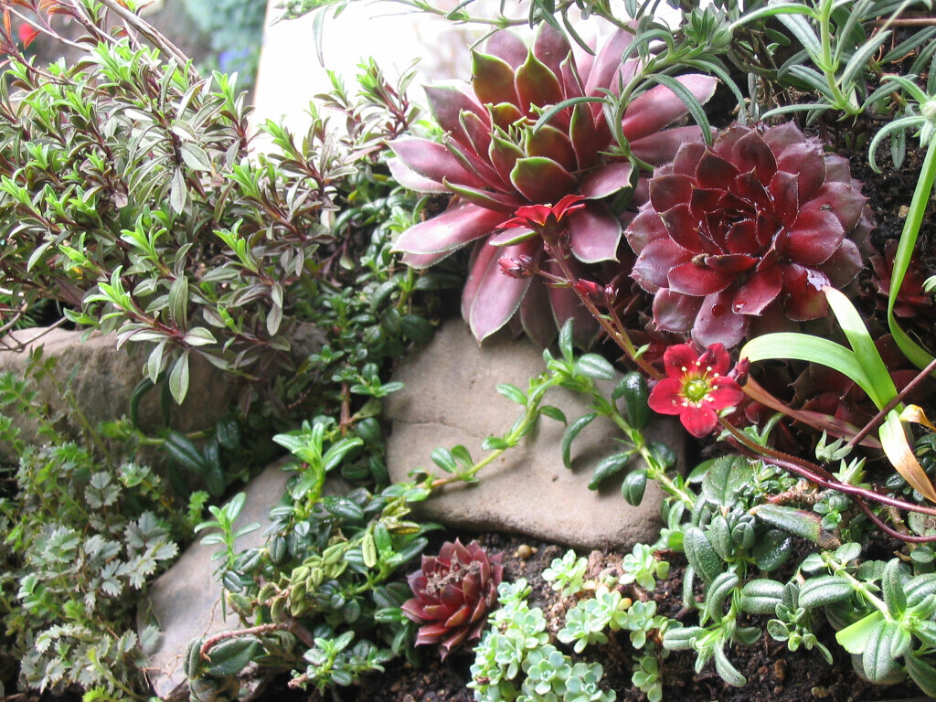 Bilder Staudengärtnerei David Müller