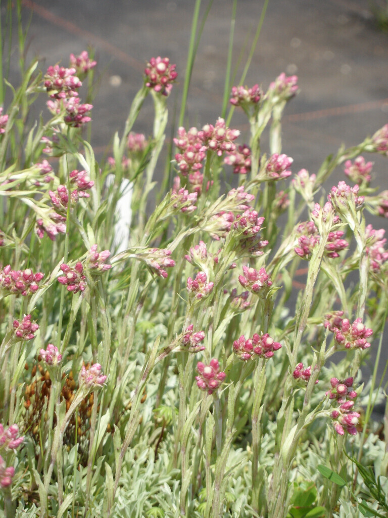 Bilder Staudengärtnerei David Müller