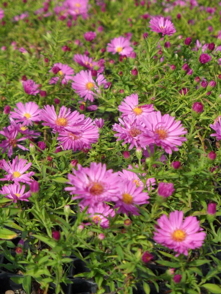 Bilder Staudengärtnerei David Müller