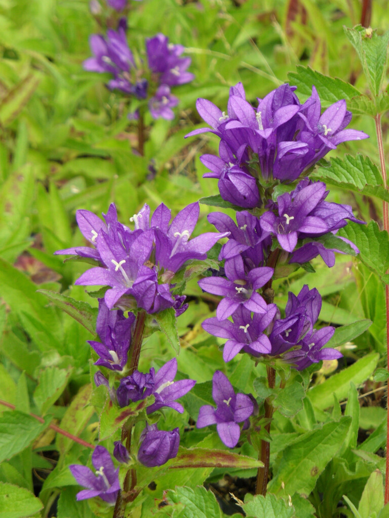 Bilder Staudengärtnerei David Müller