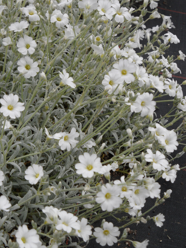 Bilder Staudengärtnerei David Müller