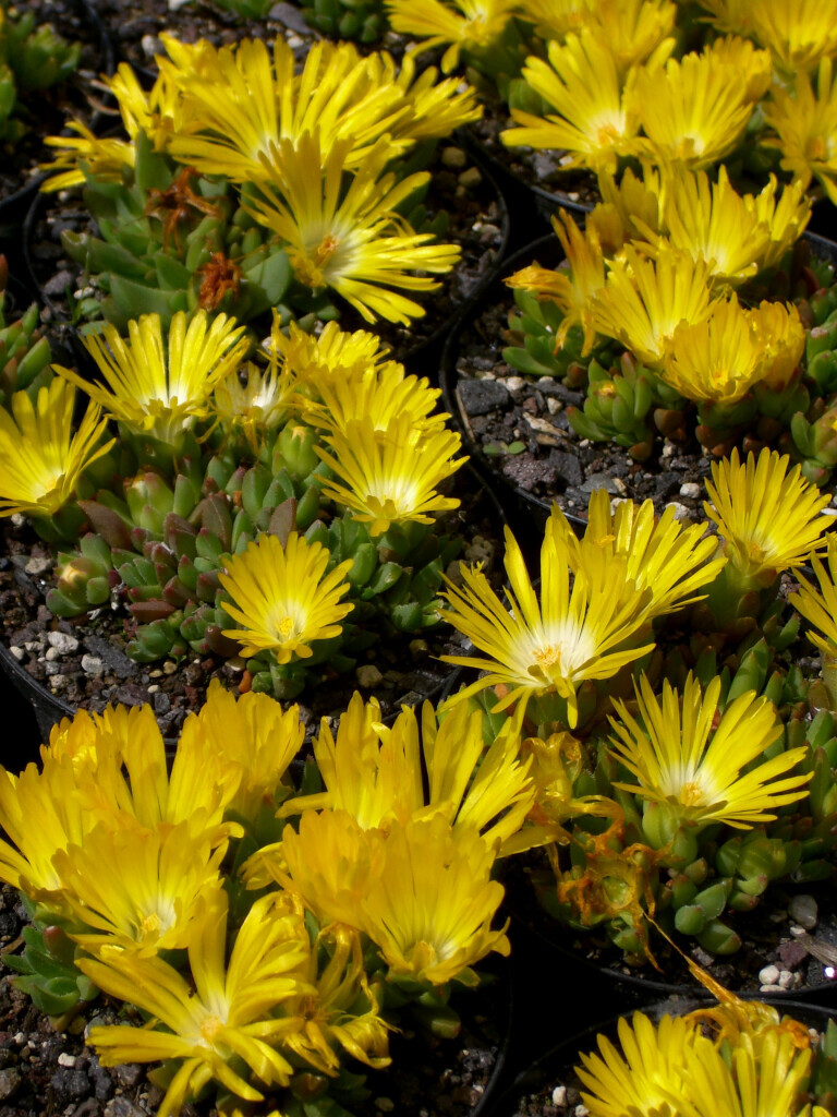 Bilder Staudengärtnerei David Müller