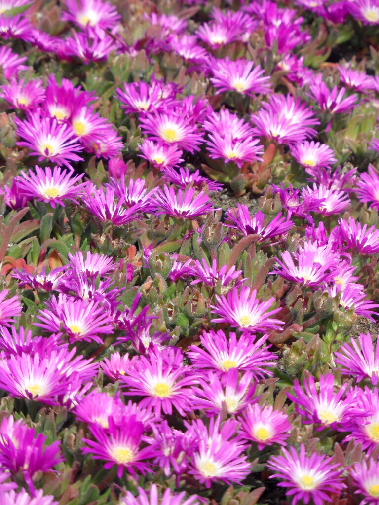 Bilder Staudengärtnerei David Müller