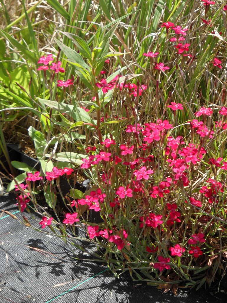 Bilder Staudengärtnerei David Müller