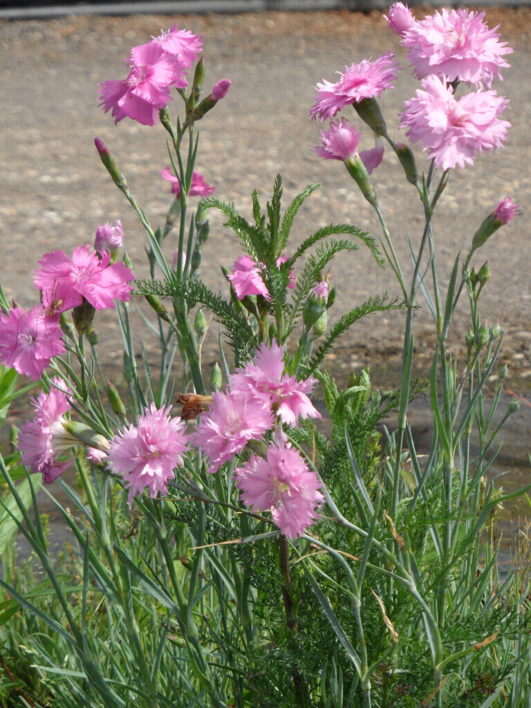 Bilder Staudengärtnerei David Müller