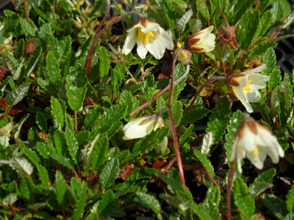 Bilder Staudengärtnerei David Müller