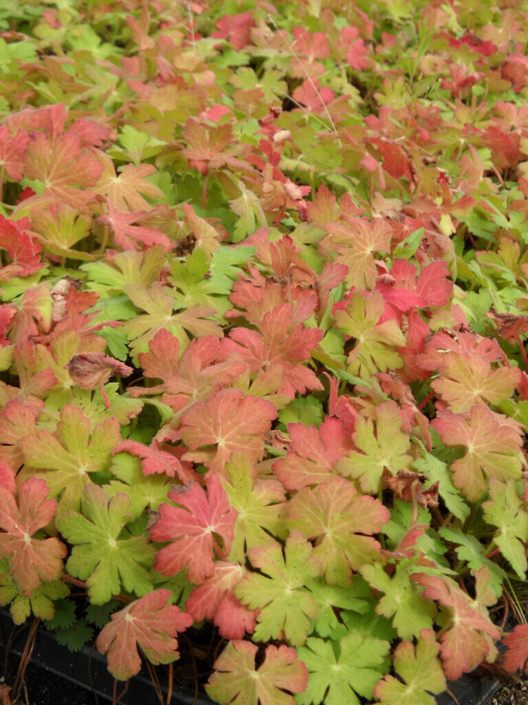 Bilder Staudengärtnerei David Müller