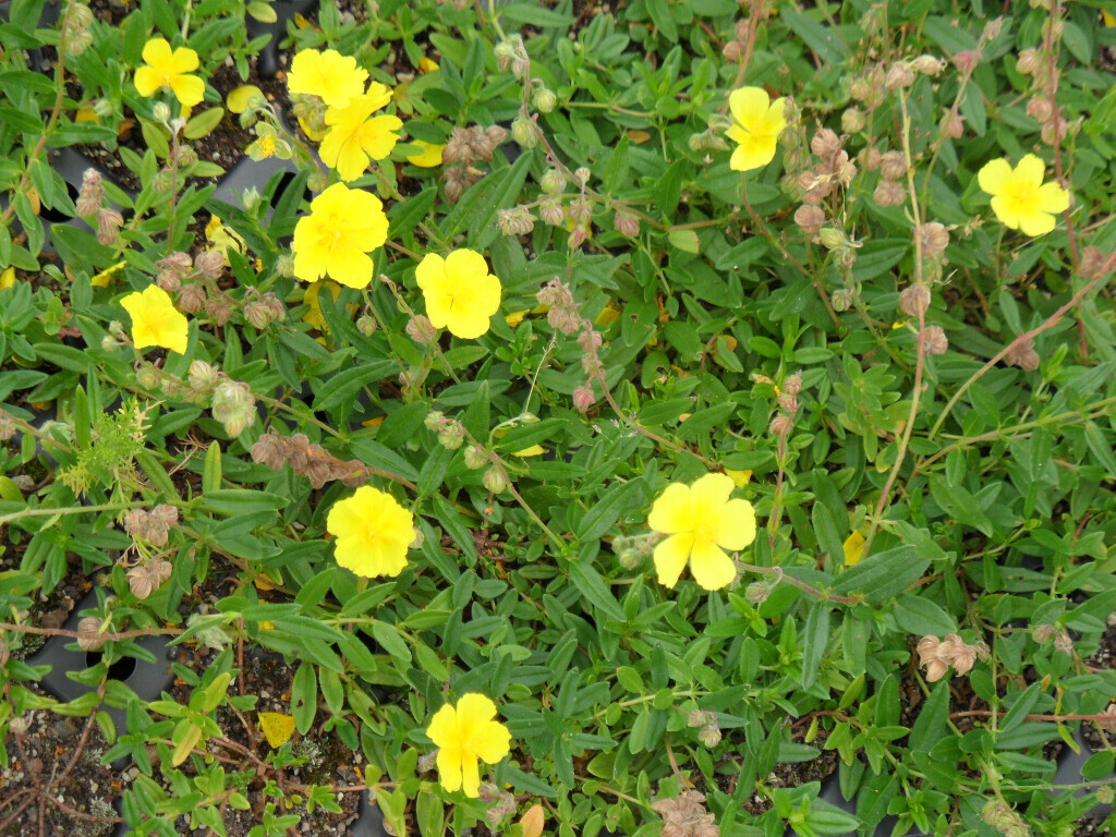 Bilder Staudengärtnerei David Müller