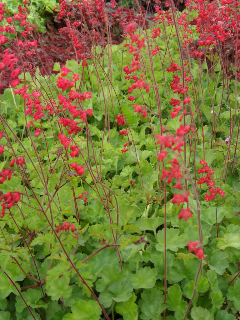 Bilder Staudengärtnerei David Müller