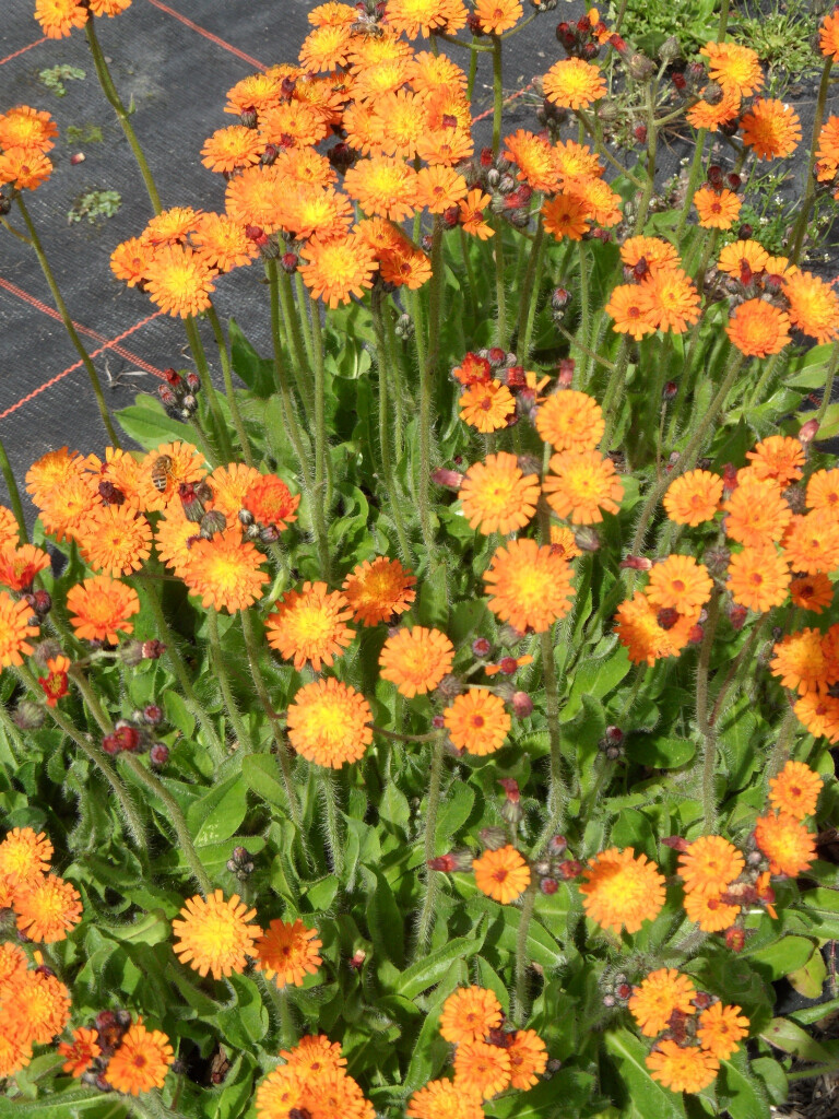 Bilder Staudengärtnerei David Müller