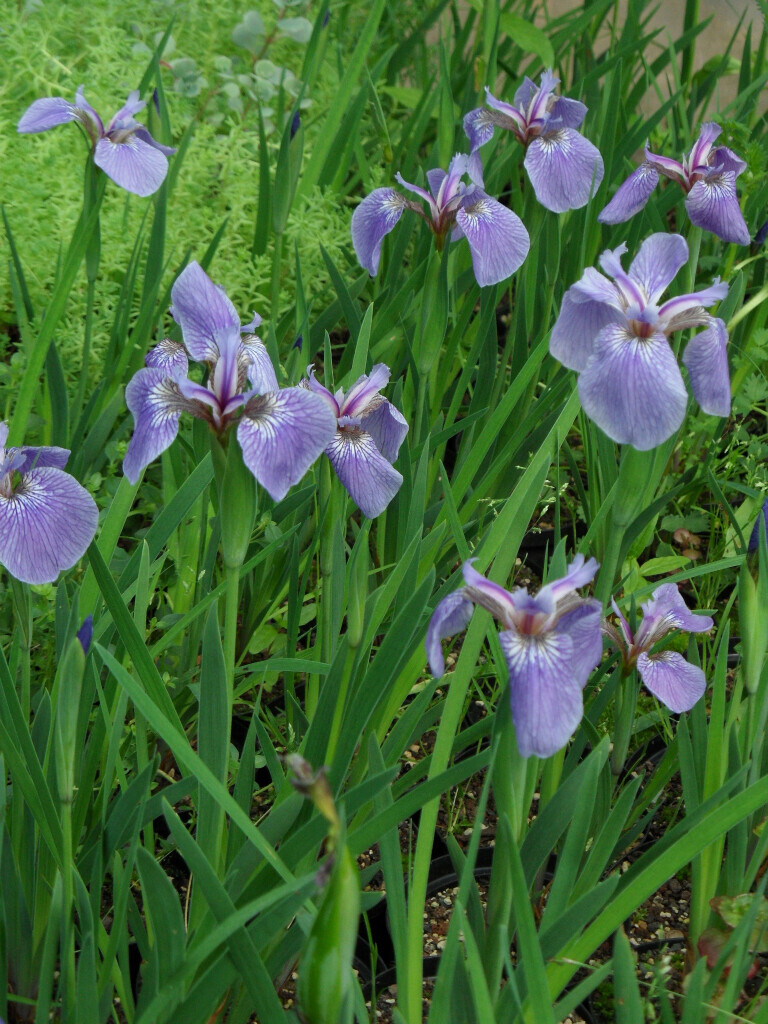 Bilder Staudengärtnerei David Müller