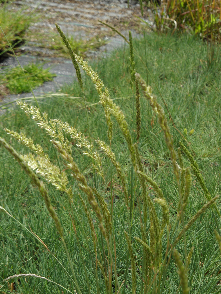 Bilder Staudengärtnerei David Müller