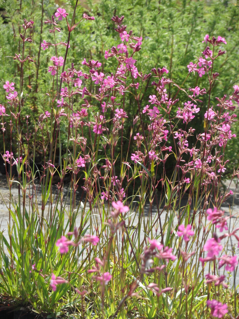 Bilder Staudengärtnerei David Müller