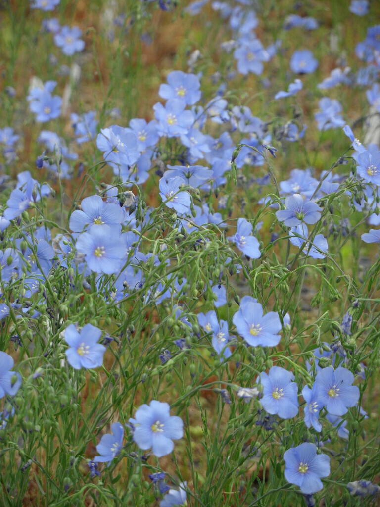 Bilder Staudengärtnerei David Müller