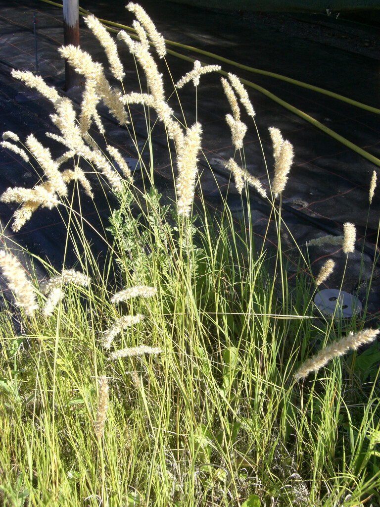 Bilder Staudengärtnerei David Müller