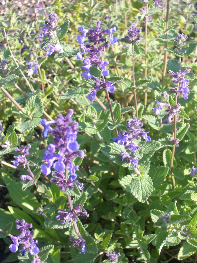 Bilder Staudengärtnerei David Müller