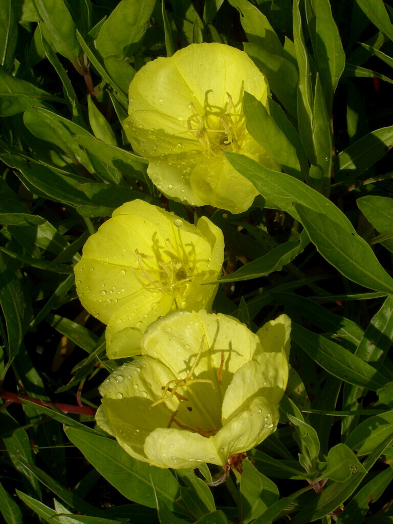 Bilder Staudengärtnerei David Müller