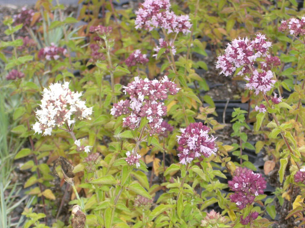 Bilder Staudengärtnerei David Müller