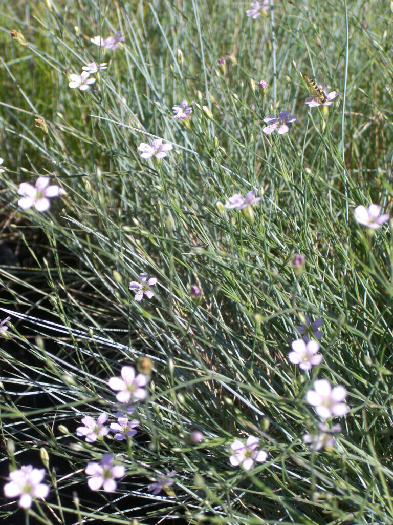 Bilder Staudengärtnerei David Müller