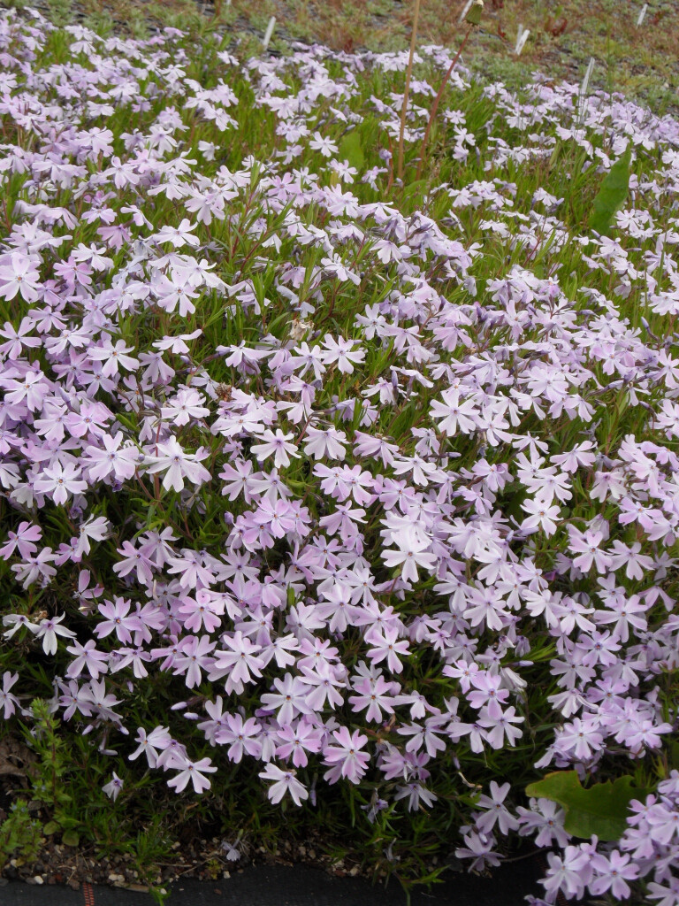 Bilder Staudengärtnerei David Müller