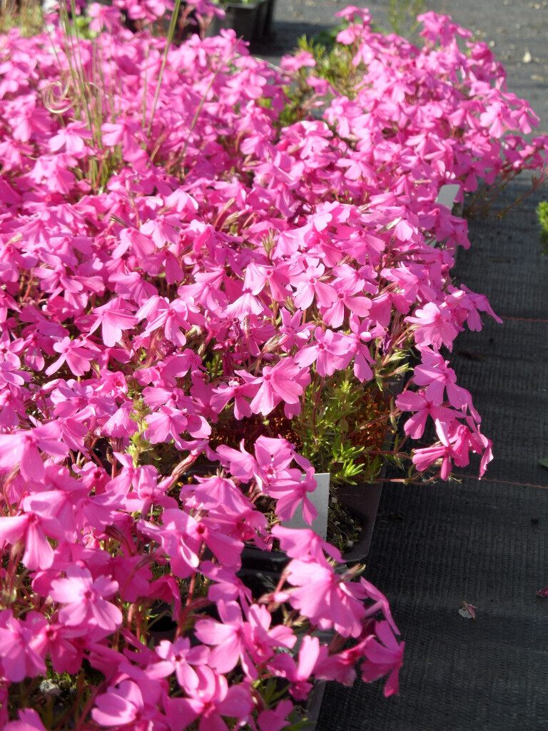 Bilder Staudengärtnerei David Müller