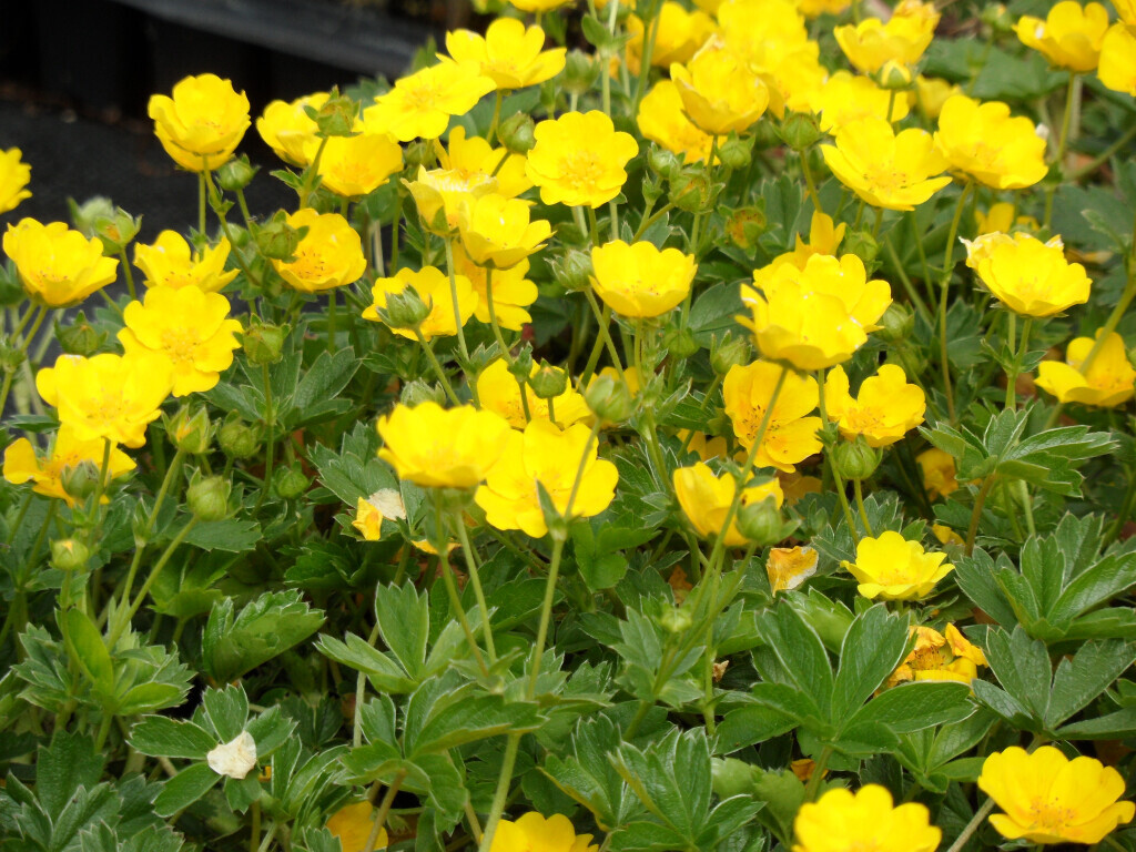 Bilder Staudengärtnerei David Müller