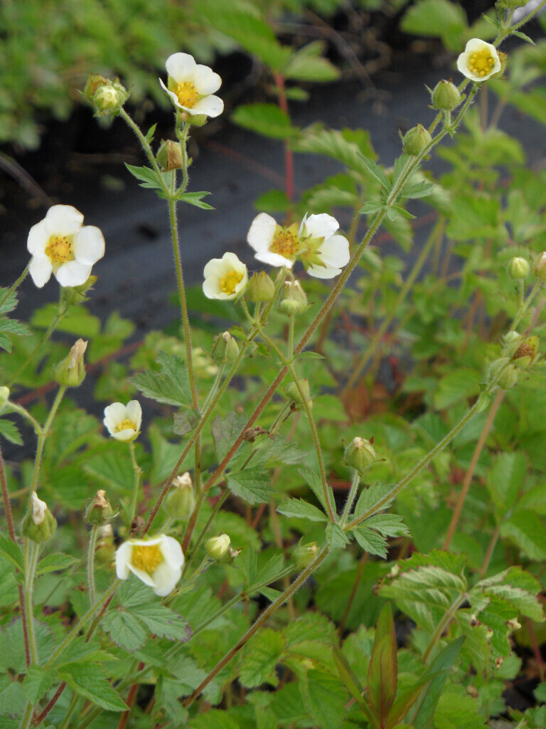 Bilder Staudengärtnerei David Müller