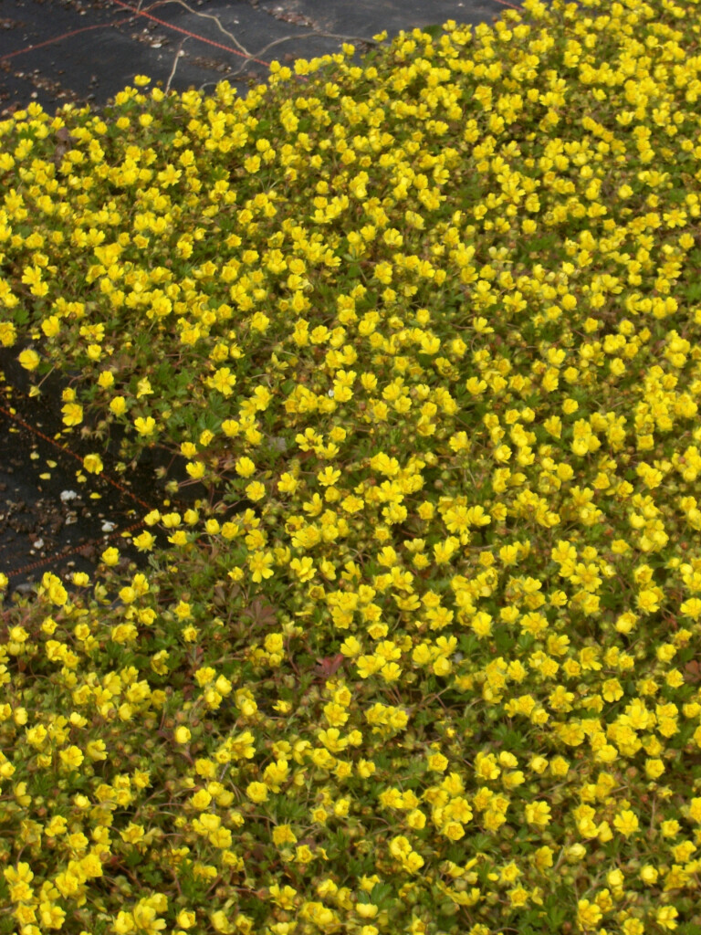 Bilder Staudengärtnerei David Müller