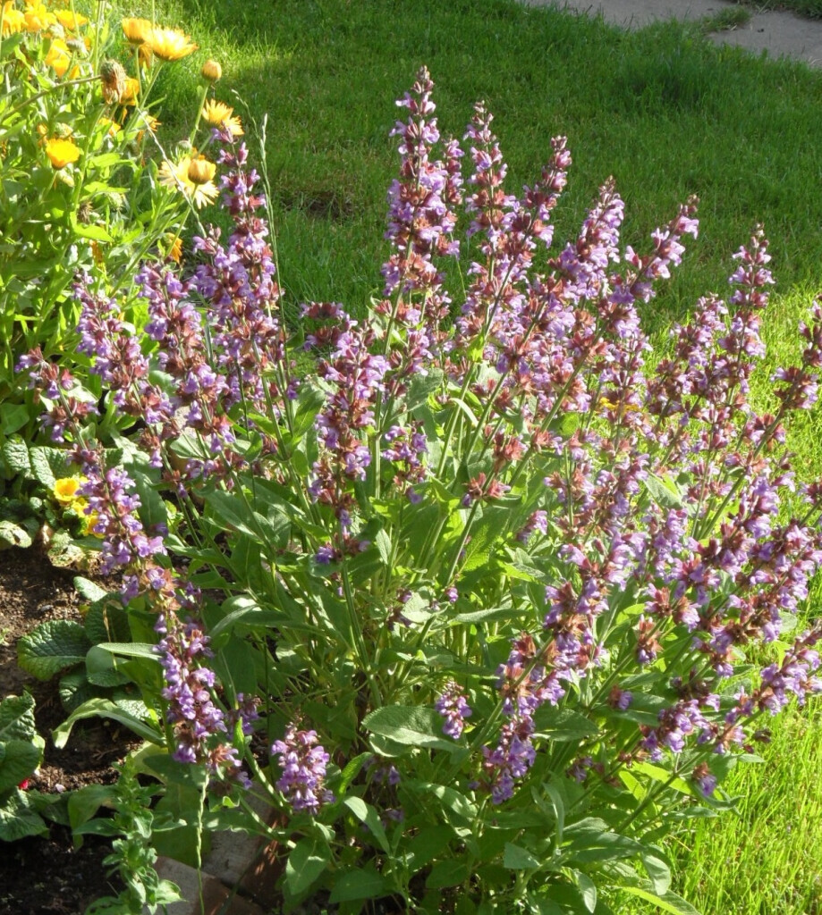 Bilder Staudengärtnerei David Müller