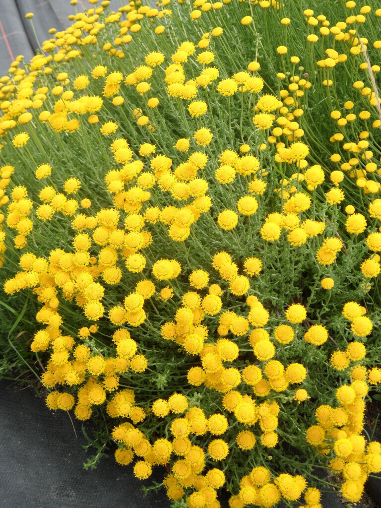 Bilder Staudengärtnerei David Müller