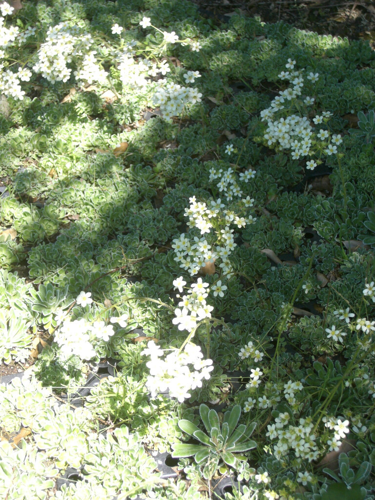 Bilder Staudengärtnerei David Müller