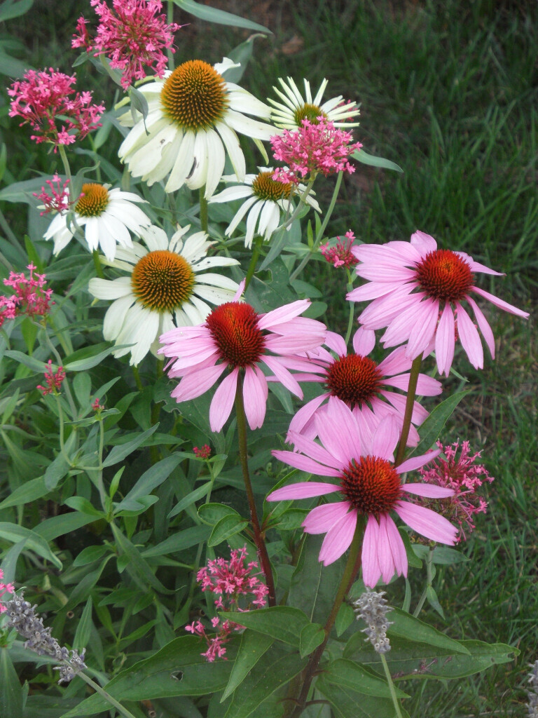 Bilder Staudengärtnerei David Müller