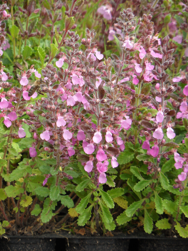 Bilder Staudengärtnerei David Müller