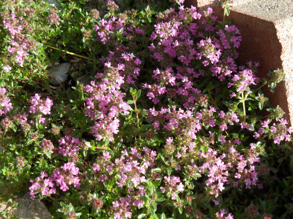 Bilder Staudengärtnerei David Müller