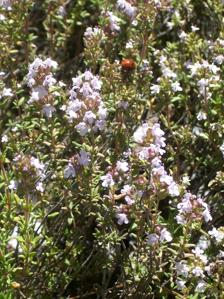 Bilder Staudengärtnerei David Müller