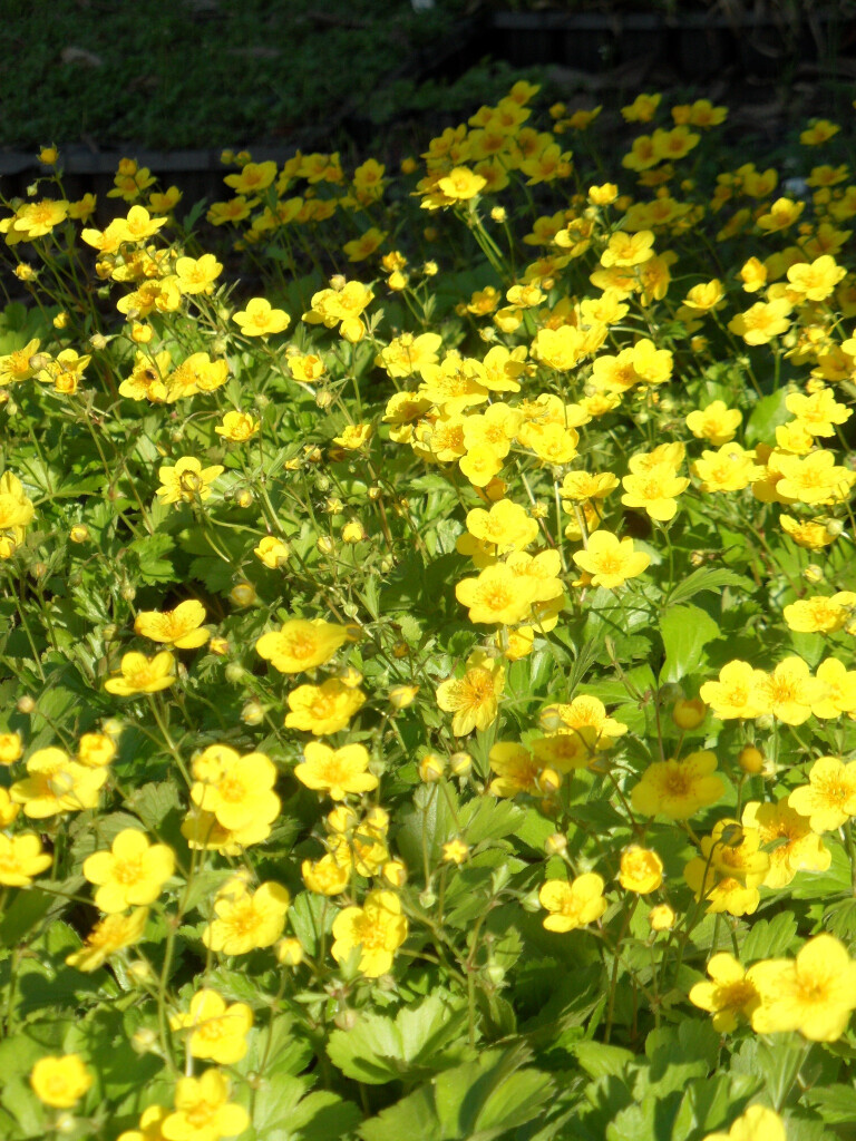 Bilder Staudengärtnerei David Müller