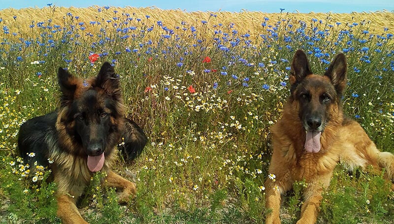 Bilder Ronny Görtz Hundeschule