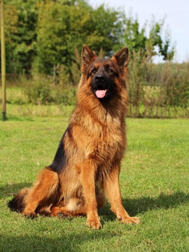 Bilder Ronny Görtz Hundeschule