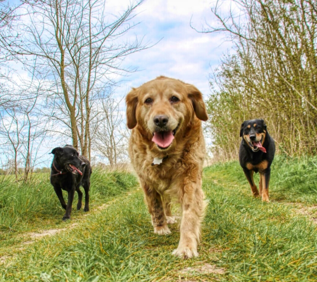 Bilder Ronny Görtz Hundeschule