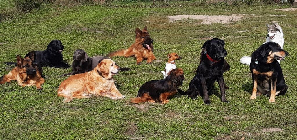 Bilder Ronny Görtz Hundeschule