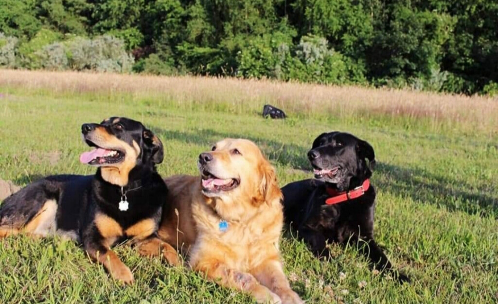 Bilder Ronny Görtz Hundeschule