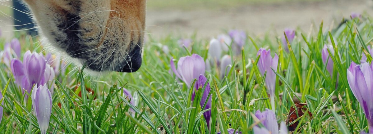 Bilder Bentja's Hundeschule Hundeglück