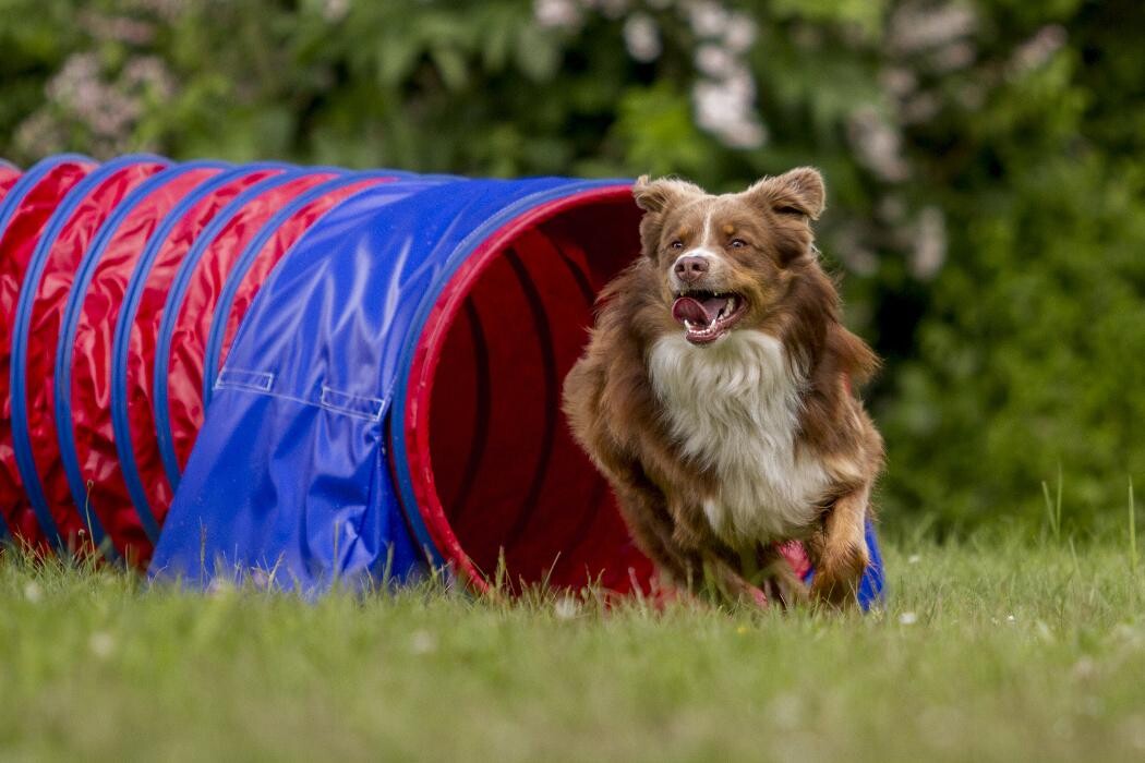 Bilder Bentja's Hundeschule Hundeglück