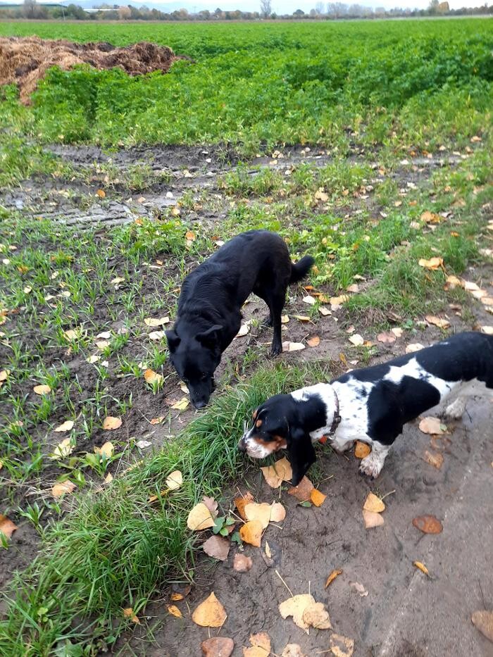Bilder Hundeschule Under Wings