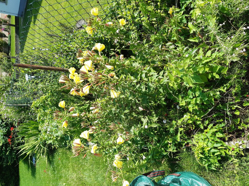 Bilder Hausmeisterdienst-Salzmann