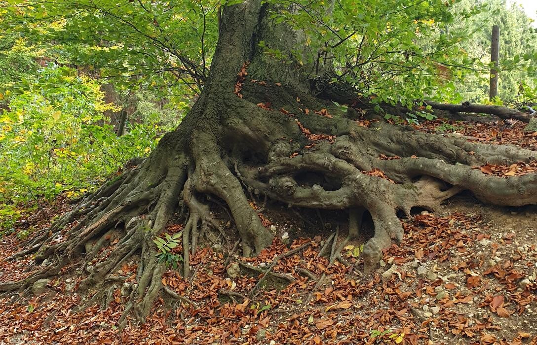 Bilder Taiji-Qigong mit Regine