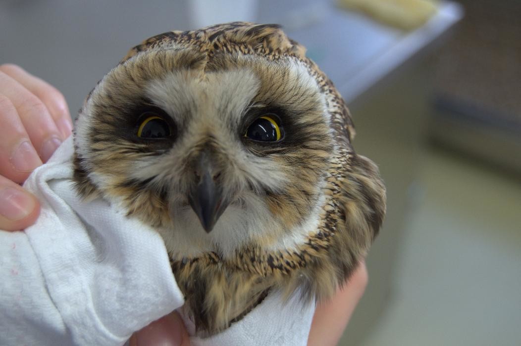 Bilder die tierärztin